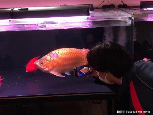 永城市東城區超越水族館（永城市東城區超越水族館電話）
