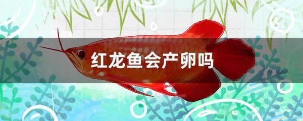 廈門市<strong><mark>同安</mark></strong>區凈花緣水族館（廈門凈源科技有限公司）