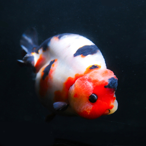 賽級金魚價格及圖片