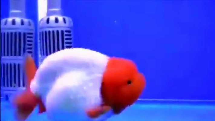 賽級金魚價格及圖片