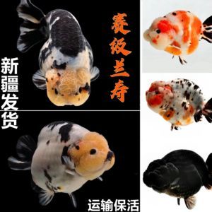 賽級金魚價格及圖片