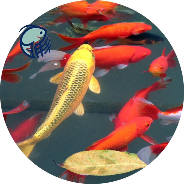 賽級金魚價格及圖片