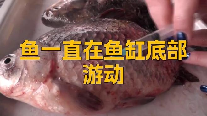 銀龍魚在魚缸底游是怎么回事