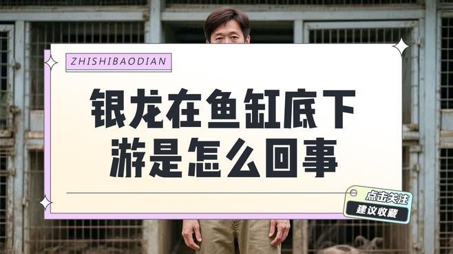 銀龍魚在魚缸底游是怎么回事