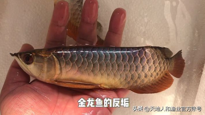 紅龍魚背景圖片高清壁紙豎屏大全（紅龍魚背景圖片高清壁紙豎屏大全可愛）