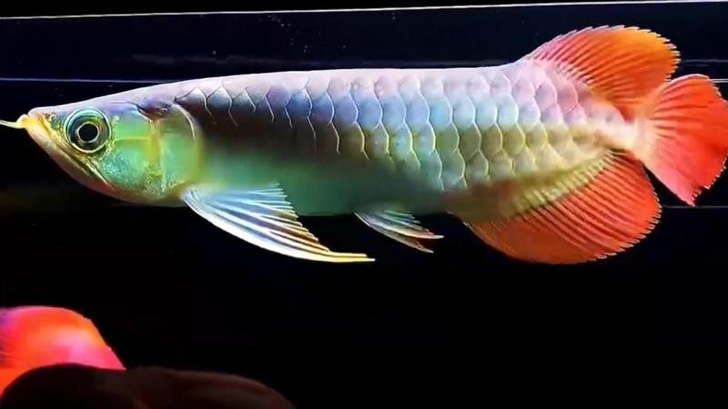 龍魚種類及價格和圖片大全