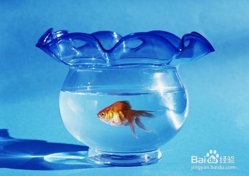 天津市津南區(qū)紫陽東順水族館（天津市津南區(qū)紫陽東順水族館電話）