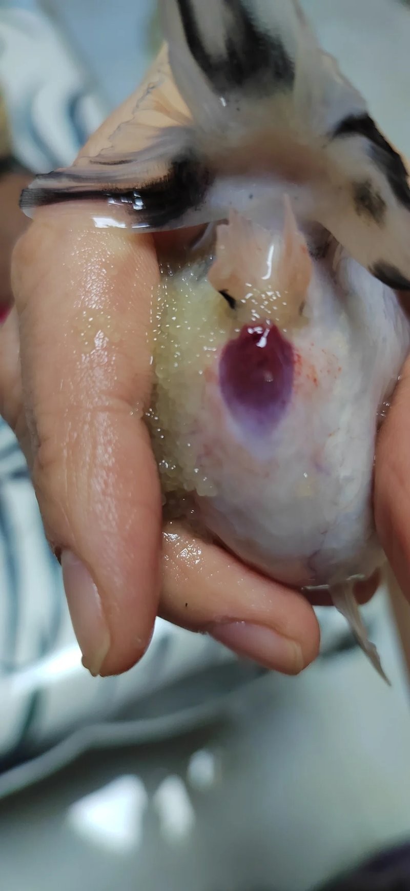 龍魚憋卵會自愈嗎？