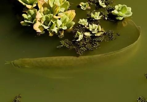 魟魚龍魚混養開燈問題