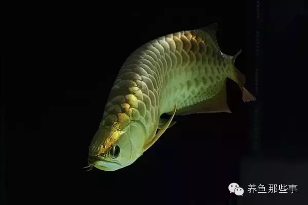 平頂山市衛東區可麗愛水族館（平頂山市衛東區可麗愛水族館電話）