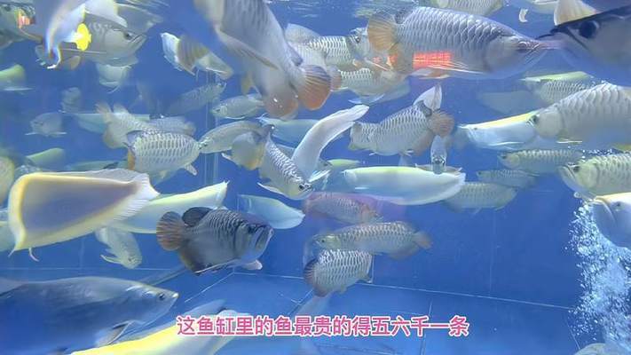 圍場滿族蒙古族自治縣圍場鎮(zhèn)海忠漁具店 圍場滿族蒙古族自治縣圍場鎮(zhèn)海忠漁具店 全國水族館企業(yè)名錄