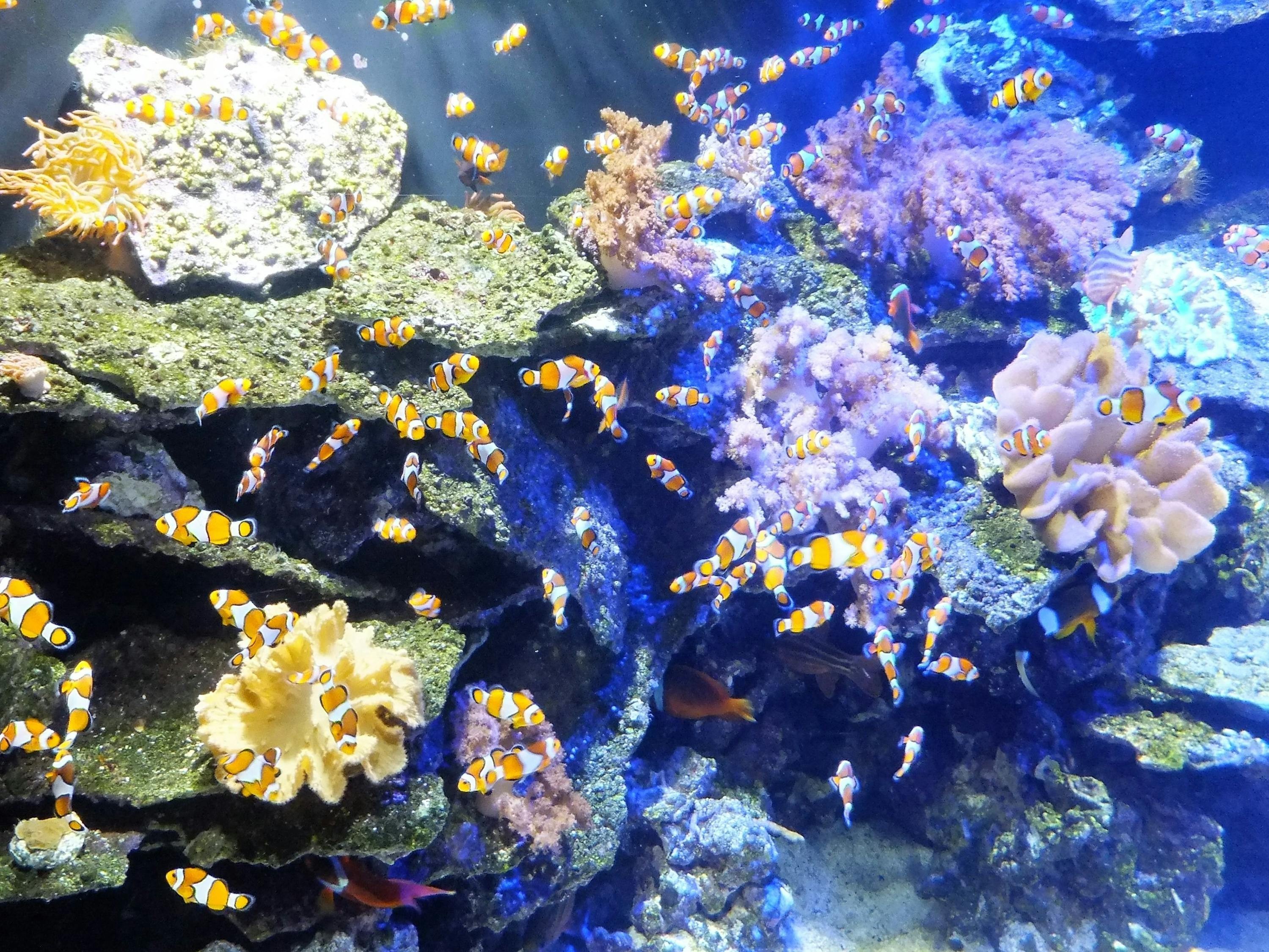 <strong><mark>尼勒克</mark></strong>縣美家水族館（<strong><mark>尼勒克</mark></strong>縣美家水族館電話號碼）