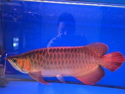儋州那大得意水族中心（儋州那大水療聯系方式） 儋州那大得意水族中心（儋州那大水療聯系方式） 全國水族館企業名錄