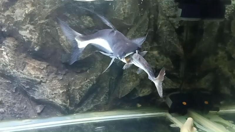 銀龍魚和成吉思汗鯊可以混養嗎 銀龍魚和成吉思汗鯊可以混養嗎 龍魚百科 第6張