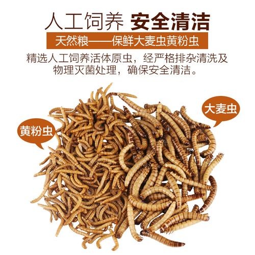 高背紅龍魚的最佳飼料品牌有哪些？