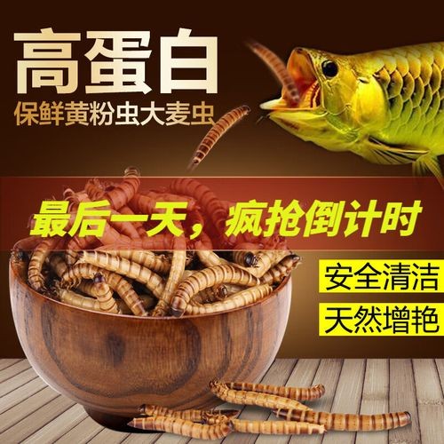 高背紅龍魚(yú)的最佳飼料品牌有哪些？