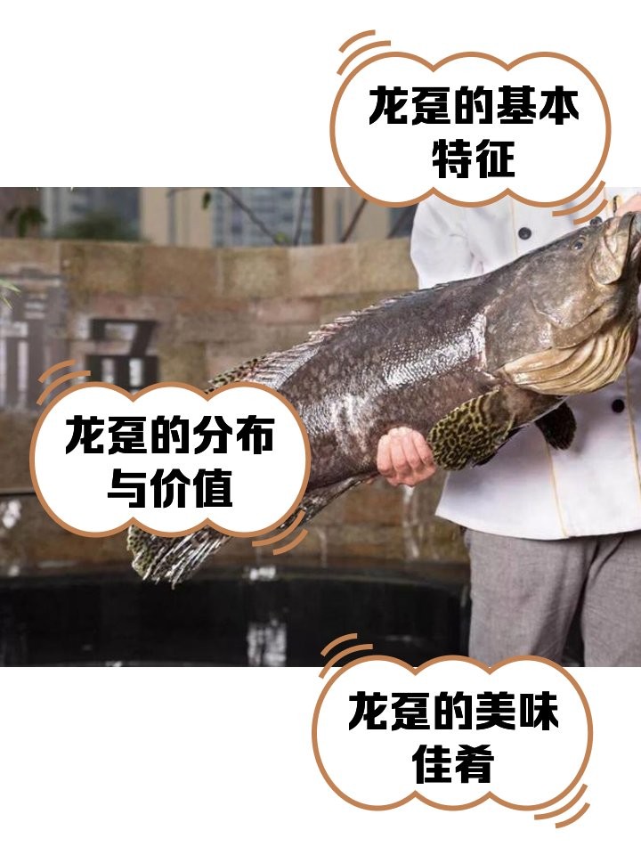 龍躉的壽命記錄最長是多少？