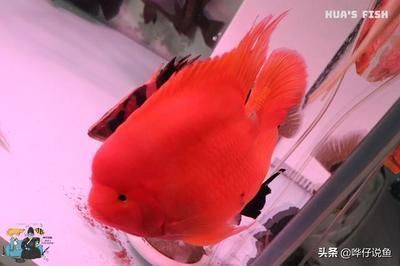崇川區(qū)玉靈水族館（崇川區(qū)玉靈水族館地址）