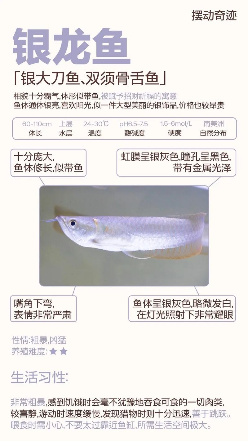 銀龍魚和白金龍魚的區別是什么