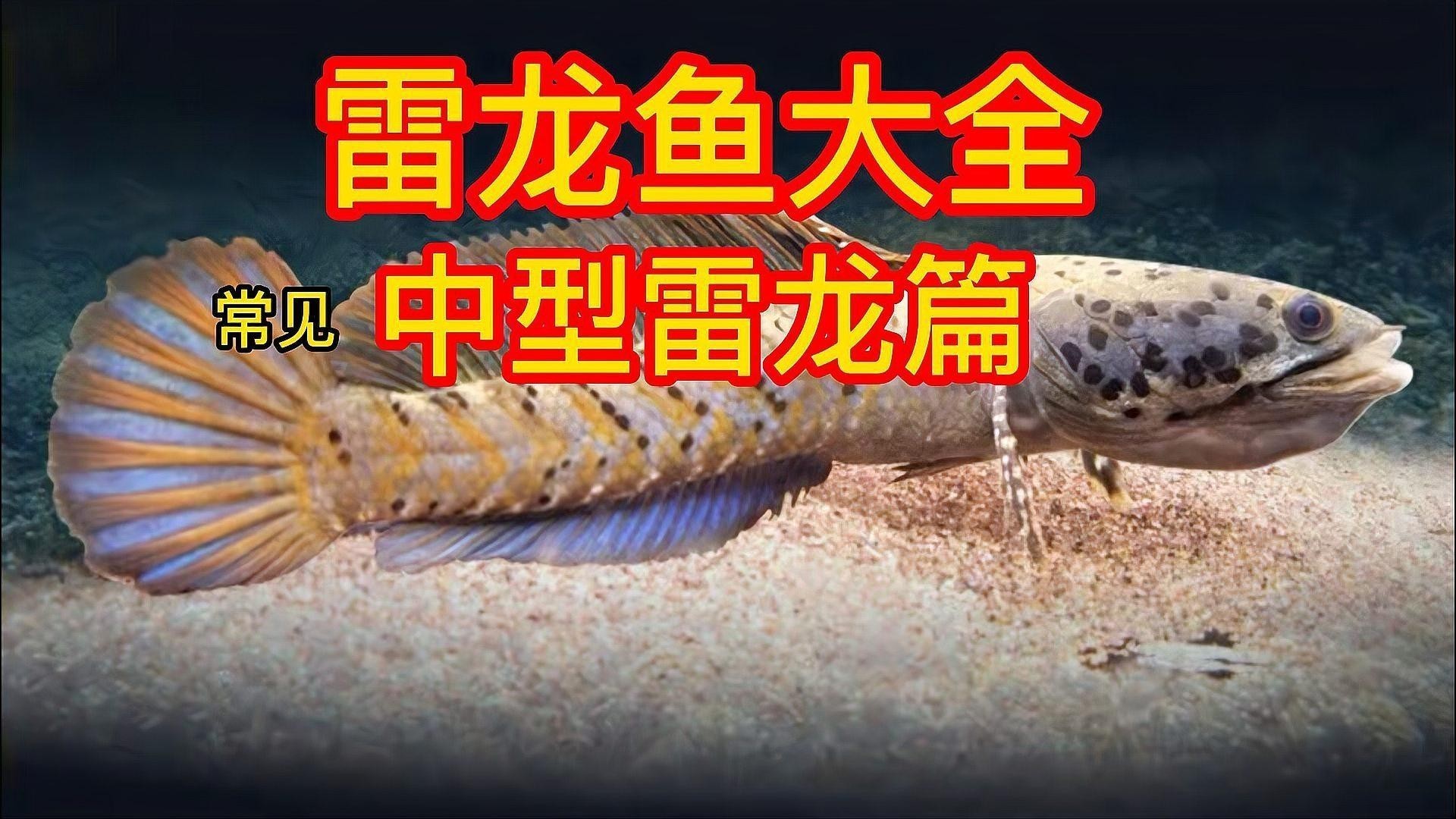 雷龍魚的圖片圖片圖片