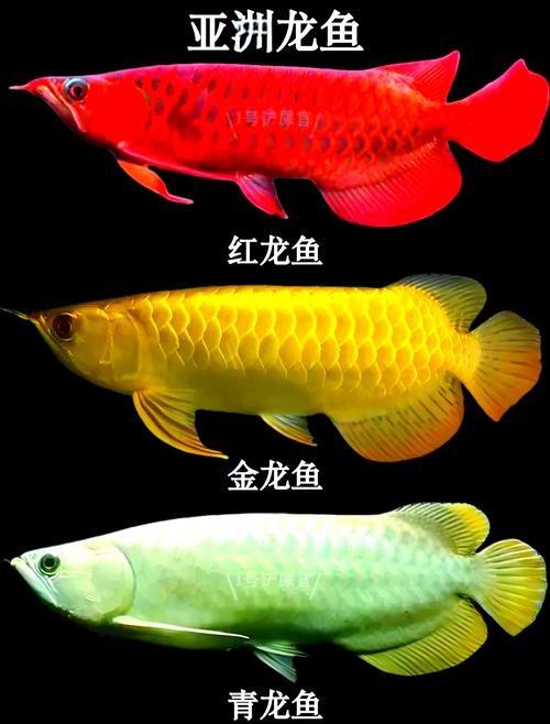 龍魚分類圖片大全大圖高清