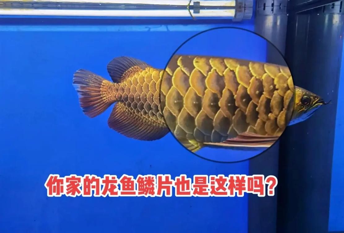 龍魚分類圖片大全大圖高清