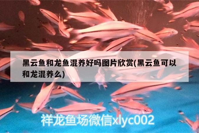 昆明市官渡區魚隆達水族經營部（昆明市官渡區魚隆達水族經營部地址）