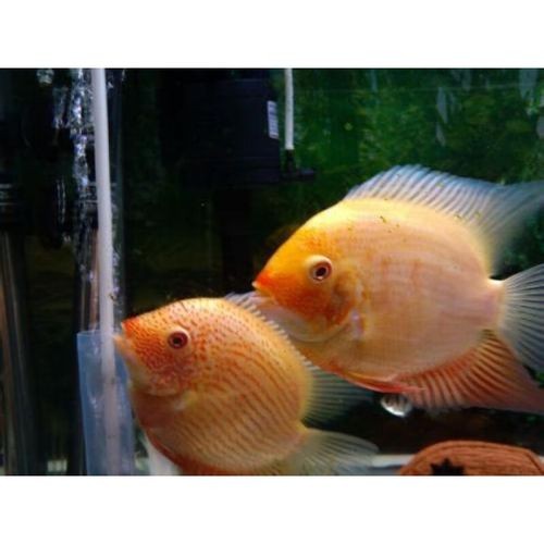 龍魚混養的最佳搭配有哪些 龍魚百科 第2張 龍魚混養的最佳搭配有哪些 龍魚混養的最佳搭配有哪些 龍魚百科 第2張