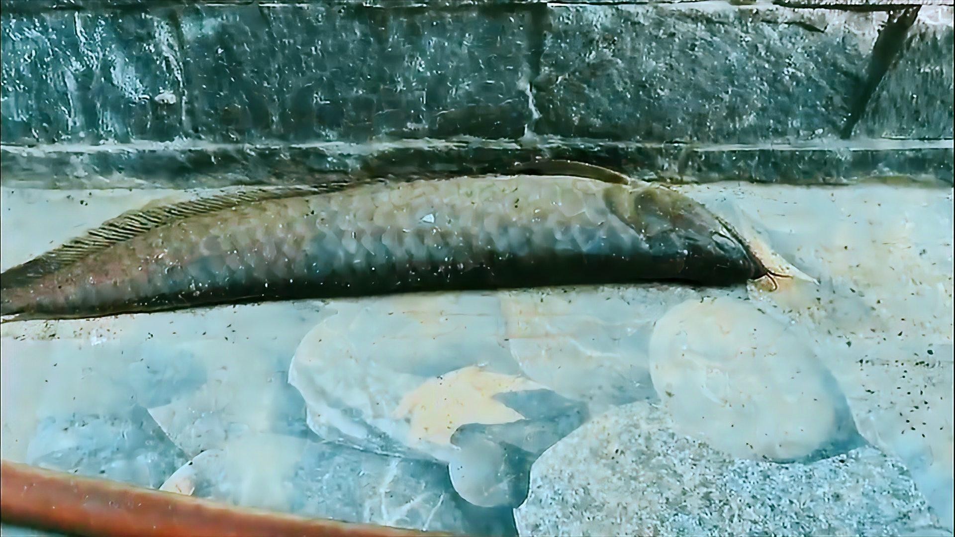 龍魚混養的最佳搭配有哪些 龍魚混養的最佳搭配有哪些 龍魚百科 第12張