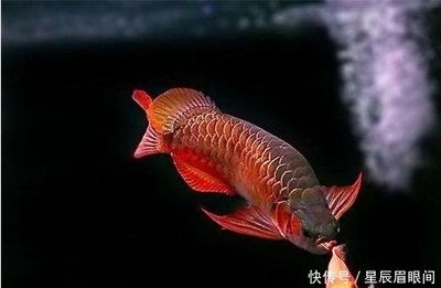 龍魚來歷：關于龍魚來歷的詳細信息