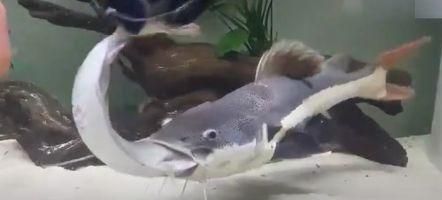 龍魚長時間不喂能餓死嗎：龍魚的飼養技巧