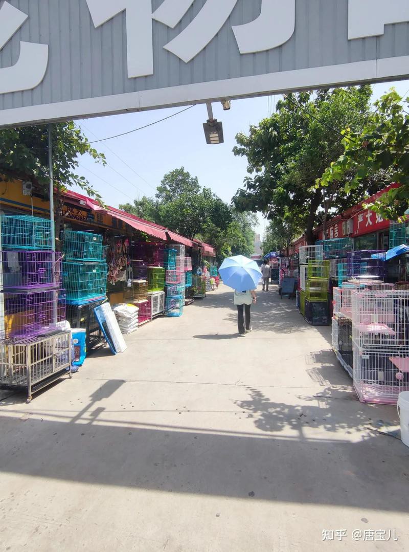 石家莊哪里賣龍魚便宜 石家莊哪里賣龍魚便宜 龍魚百科 第9張