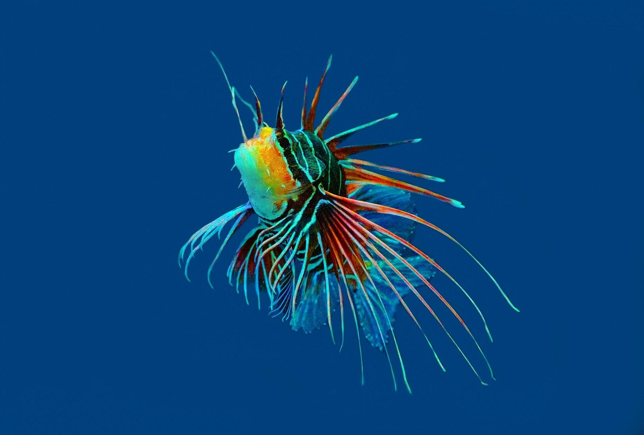 潤州區(qū)七彩水族館（潤州區(qū)七彩水族館地址）