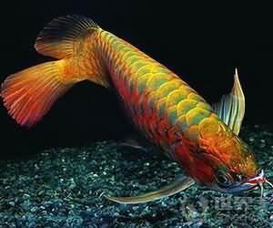 龍魚和虎魚風水寓意和象征：龍魚和虎魚在風水學中具有特殊的象征意義 龍魚和虎魚風水寓意和象征：龍魚和虎魚在風水學中具有特殊的象征意義 龍魚百科 第1張