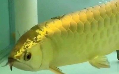 養紅龍魚的好處與壞處視頻：紅龍魚的飼養方法 養紅龍魚的好處與壞處視頻：紅龍魚的飼養方法 龍魚百科 第1張