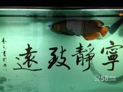 龍魚買賣有什么特殊規(guī)定：龍魚買賣有什么特殊規(guī)定主要體現(xiàn)在以下幾個方面