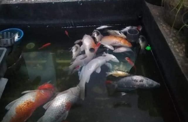龍魚缸加鹽的合適比例（養(yǎng)金龍魚放多少鹽最好）