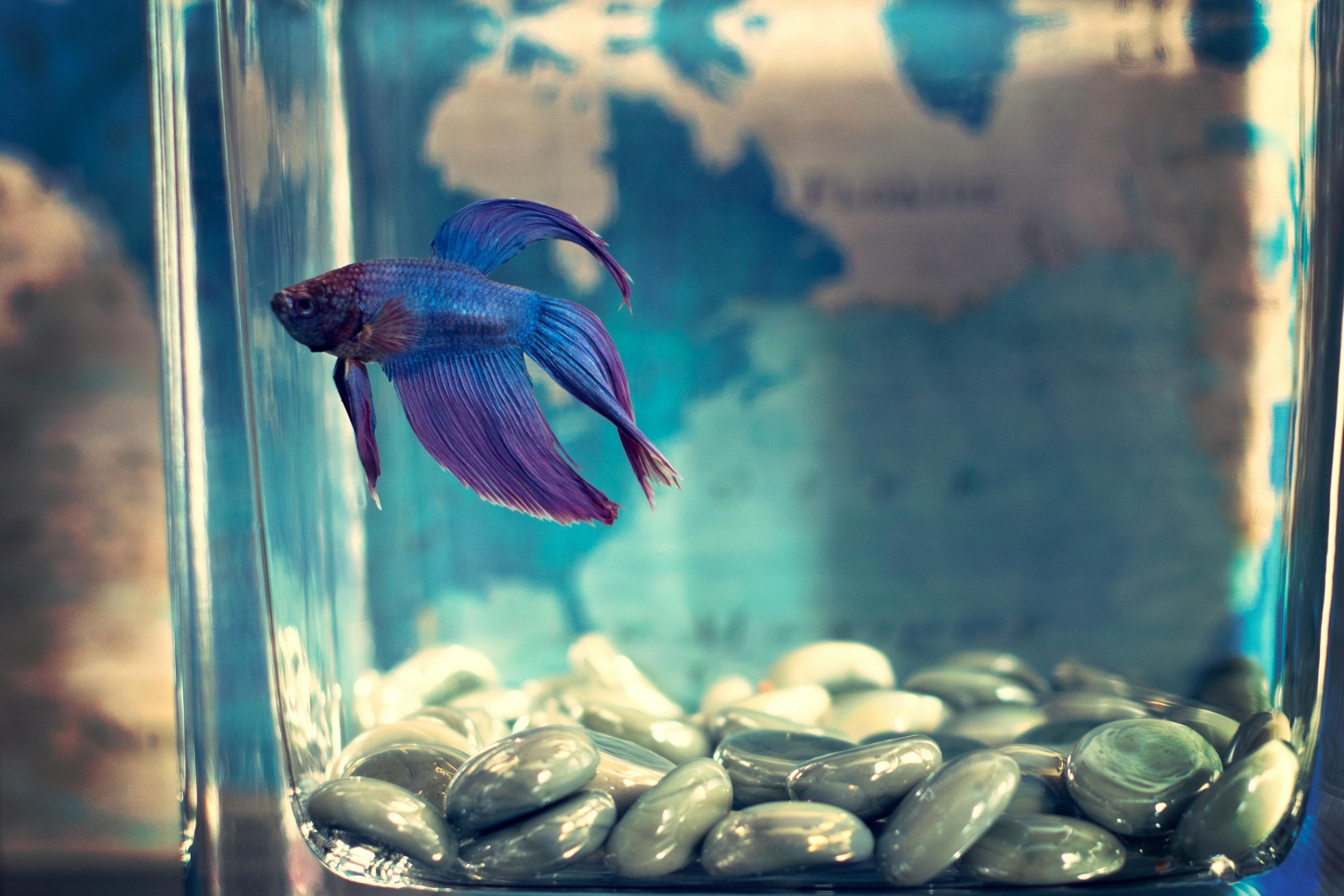 昆明市盤龍區魚寵水族用品店