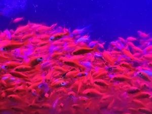 龍魚吃草金魚是否容易得病(龍魚吃草金魚容易得病取決于多個因素) 龍魚百科 第5張 龍魚吃草金魚是否容易得病(龍魚吃草金魚容易得病取決于多個因素) 龍魚吃草金魚是否容易得病(龍魚吃草金魚容易得病取決于多個因素) 龍魚百科 第5張