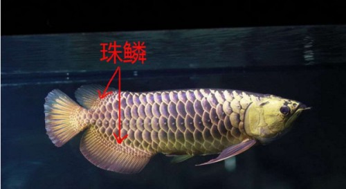 金龍魚(yú)珠鱗全亮代表什么？ 金龍魚(yú)珠鱗全亮代表什么？ 龍魚(yú)百科 第5張