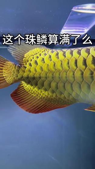 金龍魚(yú)珠鱗全亮代表什么？ 金龍魚(yú)珠鱗全亮代表什么？ 龍魚(yú)百科 第1張