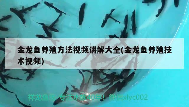 阜康市滋泥泉子鎮怡美泉花店