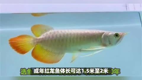 紅龍魚成年后還會長多大？