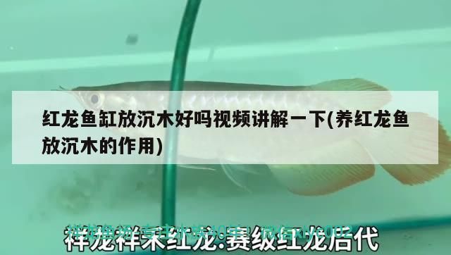 紅龍魚缸里放沉木好嗎，沉木對紅龍魚發色的影響