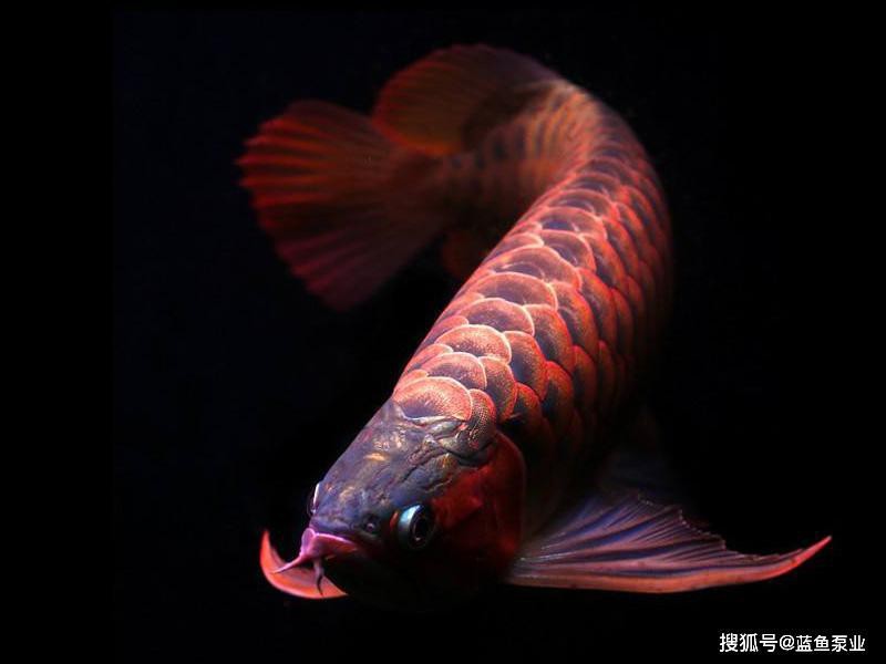 龍魚撞缸后需要禁食嗎？ 龍魚撞缸后需要禁食嗎？ 龍魚百科 第3張
