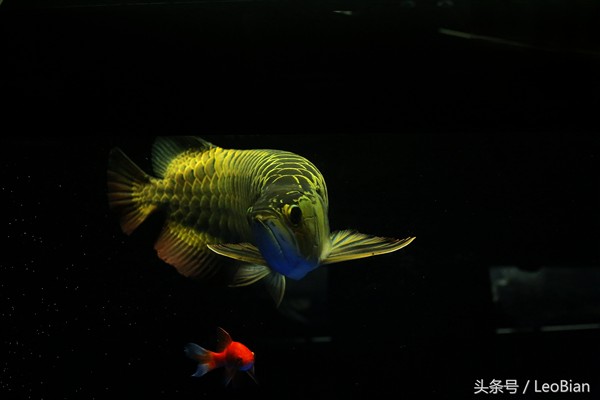 龍魚撞缸后需要禁食嗎？ 龍魚撞缸后需要禁食嗎？ 龍魚百科 第2張