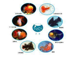 魚缸魚的文案怎么寫（如何描繪魚缸魚文案的情感表達）
