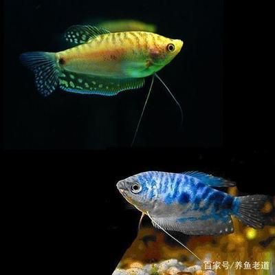 養龍魚水質要求標準：養龍魚時水質的要求標準