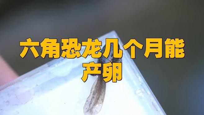 六角恐龍魚(yú)繁殖期如何管理溫度 六角恐龍魚(yú)繁殖期如何管理溫度 龍魚(yú)百科 第1張