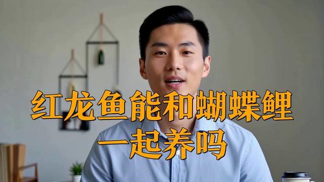 蝴蝶鯉能和龍魚一起養(yǎng)嗎怎么養(yǎng)